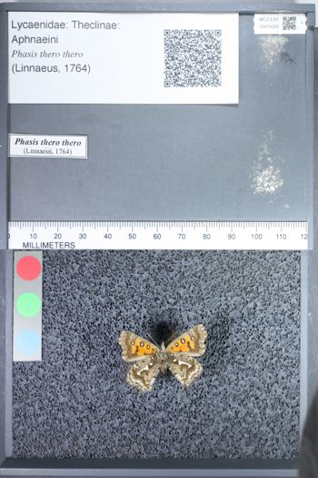 Media type: image;   Entomology 74265